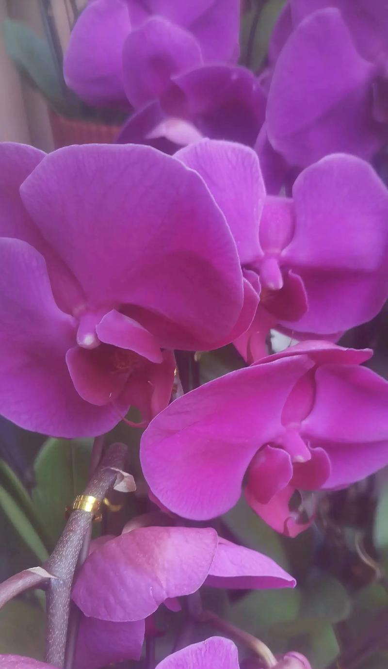 紫色风信花代表的花语是什么？
