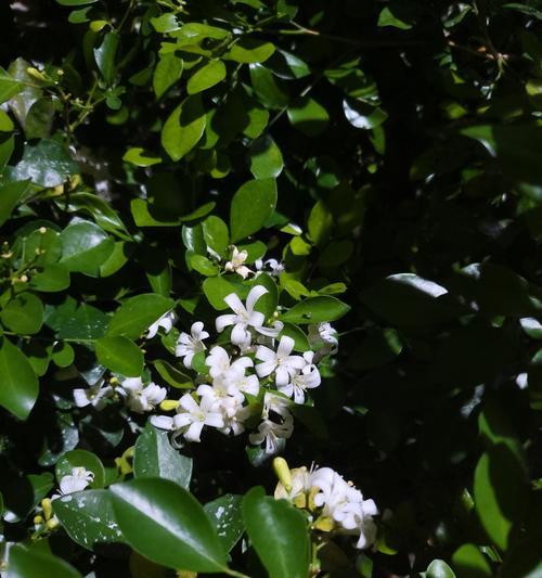 人参榕的花语有何特殊含义？
