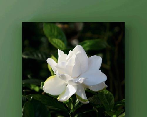 人参榕的花语有何特殊含义？