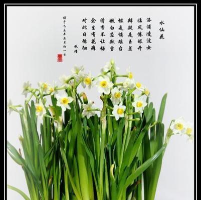 栀子花的花语与哪种搭配最为相得益彰？