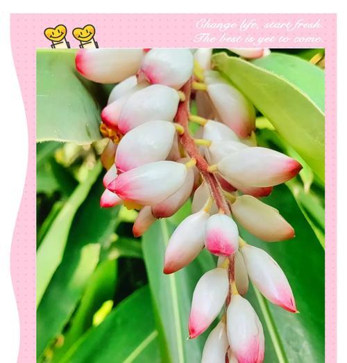 花叶艳山姜花语是什么意思？
