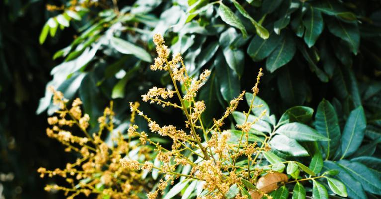 龙眼的花语代表了什么？