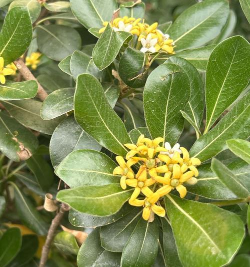 白色倒挂金钩花的花语代表什么？