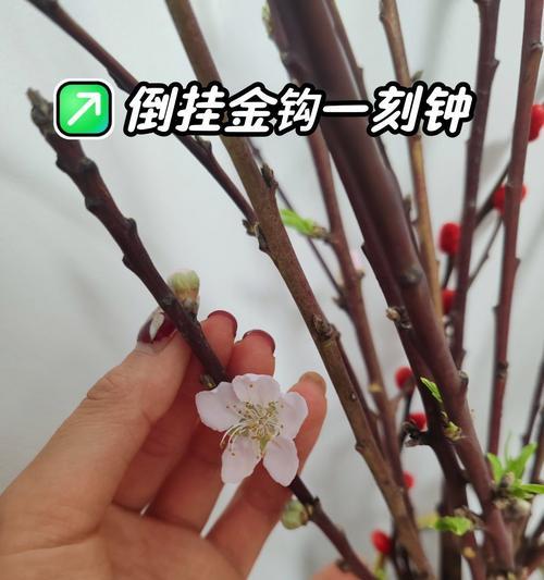 白色倒挂金钩花的花语代表什么？