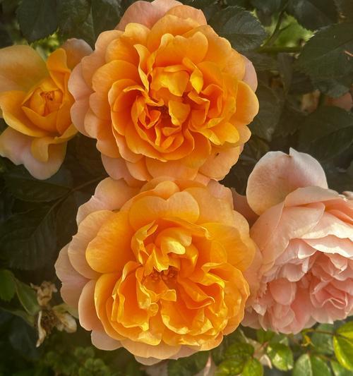 白色倒挂金钩花的花语代表什么？