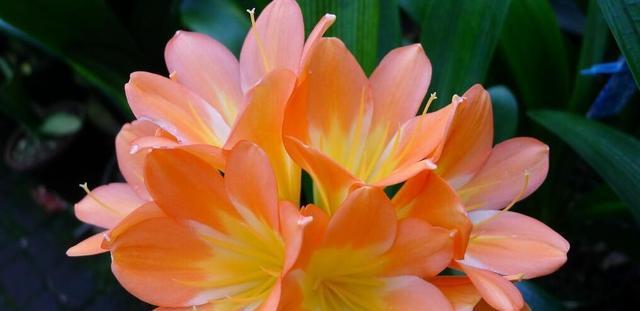 君子兰不同颜色的花语分别是什么？