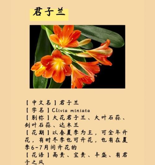 君子兰不同颜色的花语分别是什么？