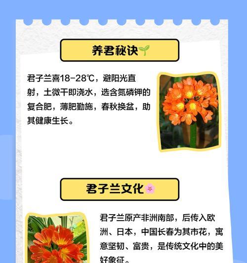 君子兰不同颜色的花语分别是什么？
