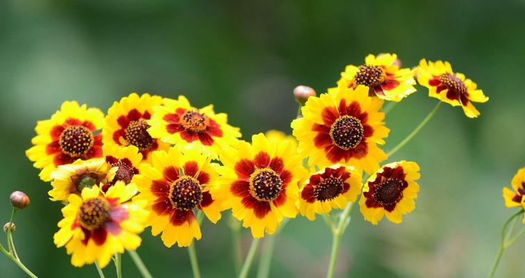 碧光环的花语及其代表的意义是什么？