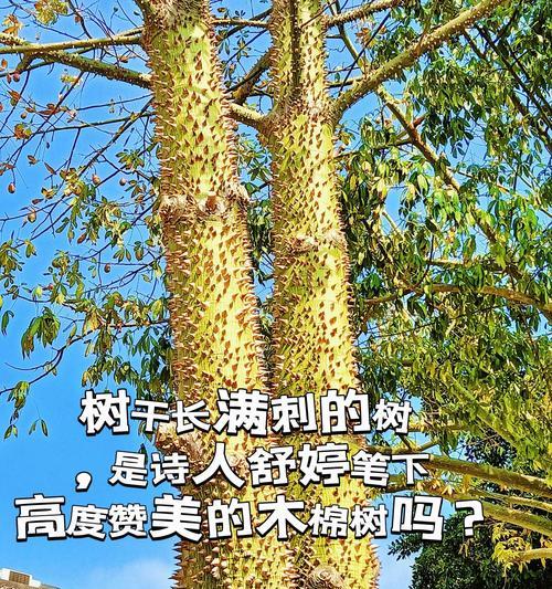 木棉的花语和象征意义有哪些？