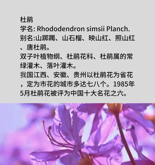 哪些叶子漂亮的花及它们的花语？