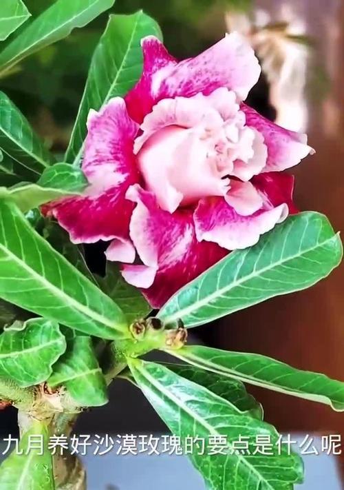 沙漠玫瑰的花语是什么？有哪些经典语录？