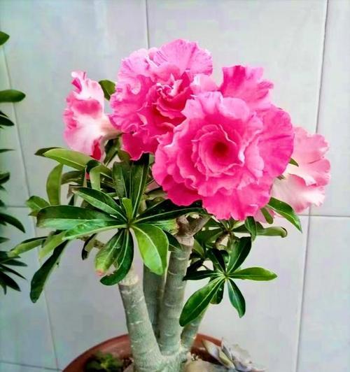沙漠玫瑰的花语是什么？有哪些经典语录？