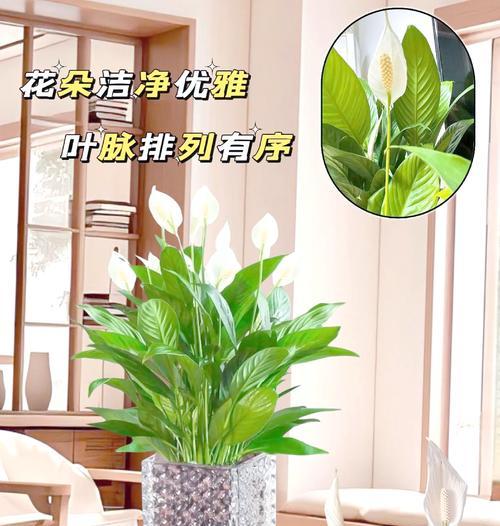 盆栽植物开白花的花语是什么？白色花语有何寓意？
