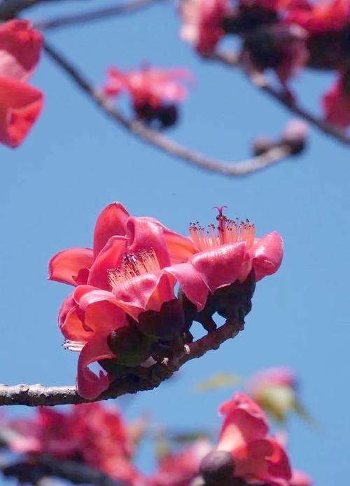 木棉花颜色的花语是什么？木棉花代表什么？