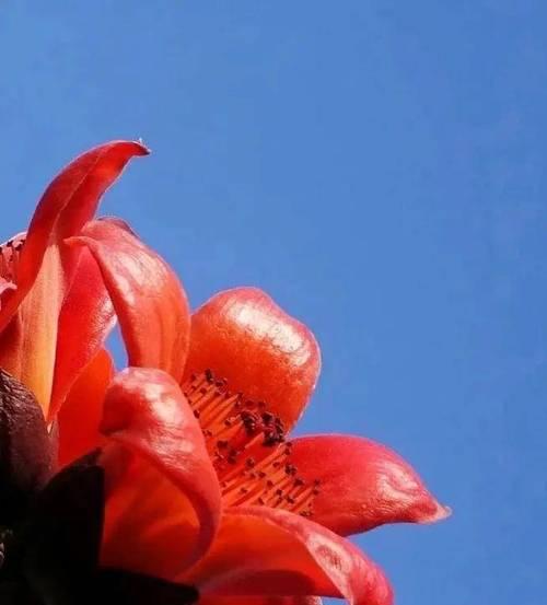 木棉花颜色的花语是什么？木棉花代表什么？