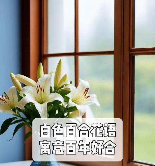 百合花白色花语有何含义？代表了什么？