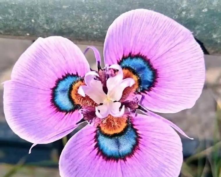 孔雀花的花语代表什么？其含义是什么？