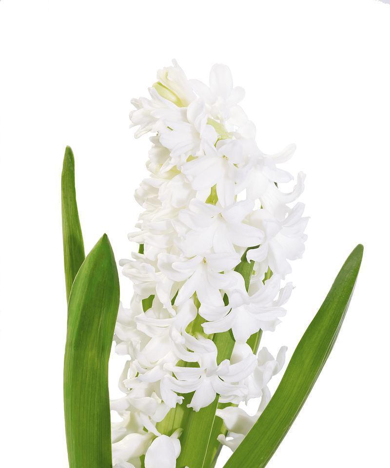 白色风信子的花语是什么？白色风信子代表什么寓意？