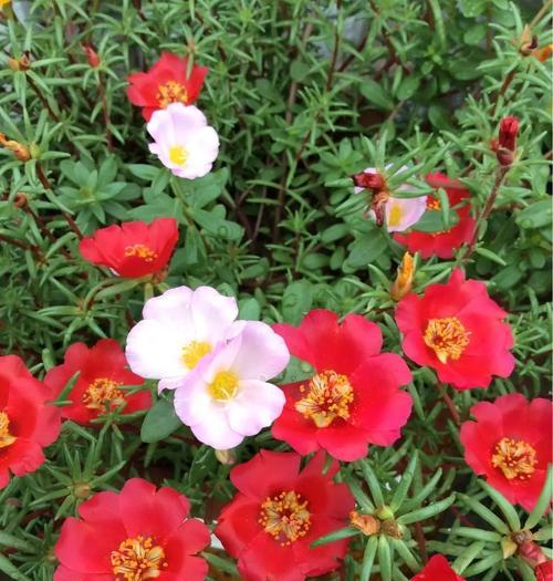 太阳花的花语是什么？太阳花象征着什么？