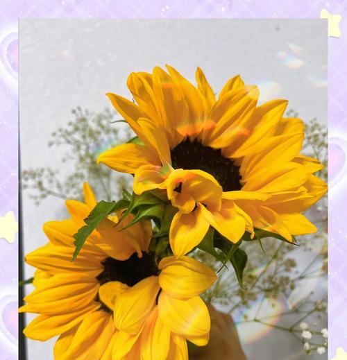 太阳花的花语是什么？太阳花象征着什么？