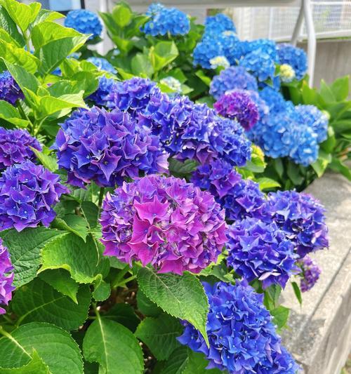 绣球花的花语是什么？绣球花代表了什么意义？