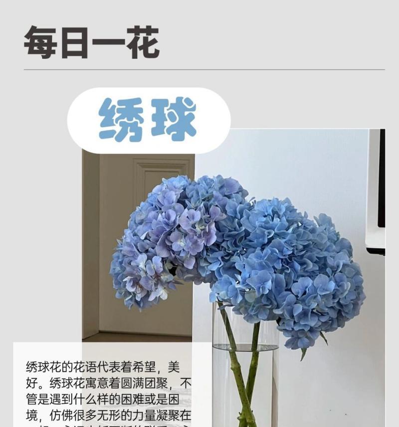 绣球花的花语是什么？绣球花代表了什么意义？