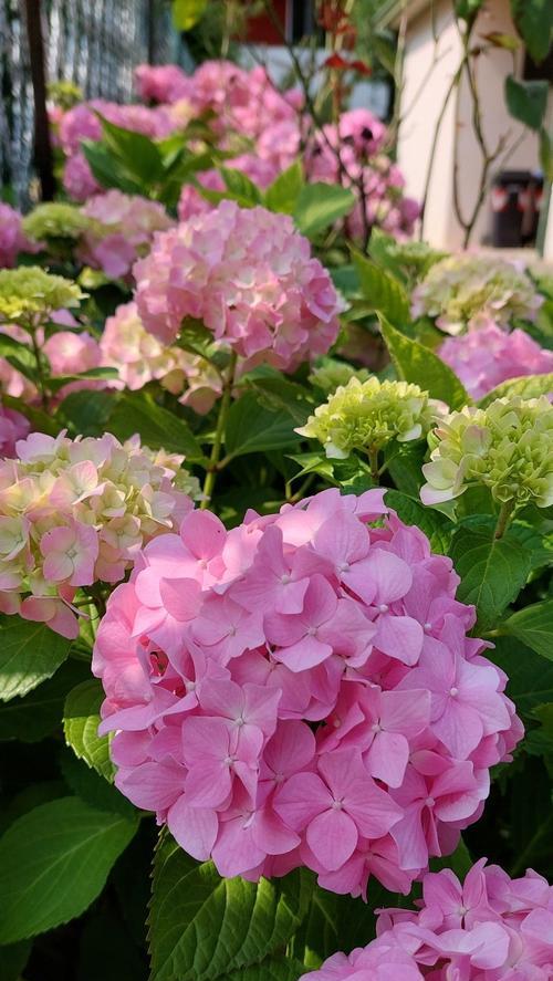 绣球花的花语是什么？绣球花代表了什么意义？