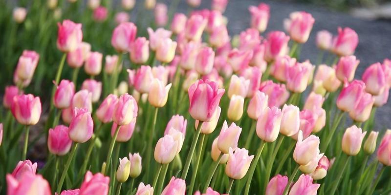 11支粉色郁金香的花语是什么？粉色郁金香代表了什么？