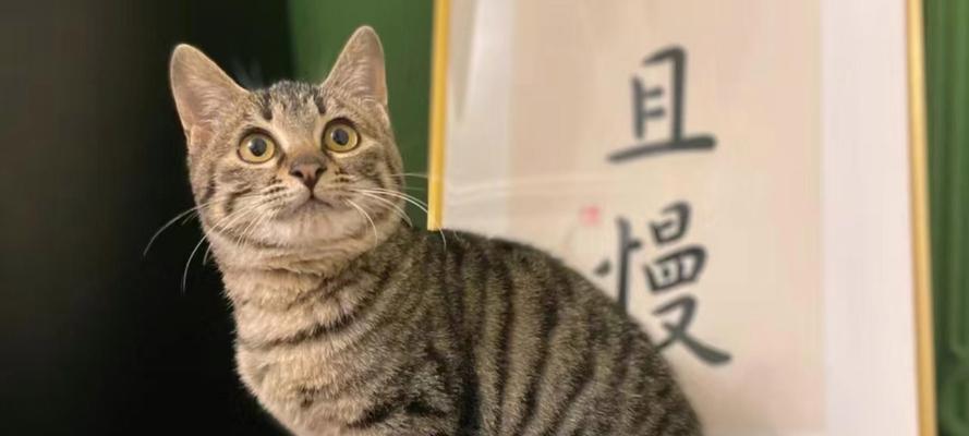 猫儿脸的花语是什么？猫儿脸象征着什么？