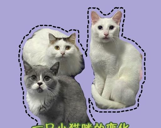 猫儿脸的花语是什么？猫儿脸象征着什么？