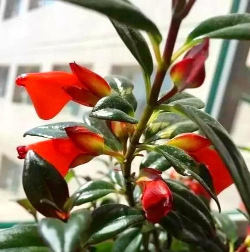吊兰的花语与象征意义有哪些？