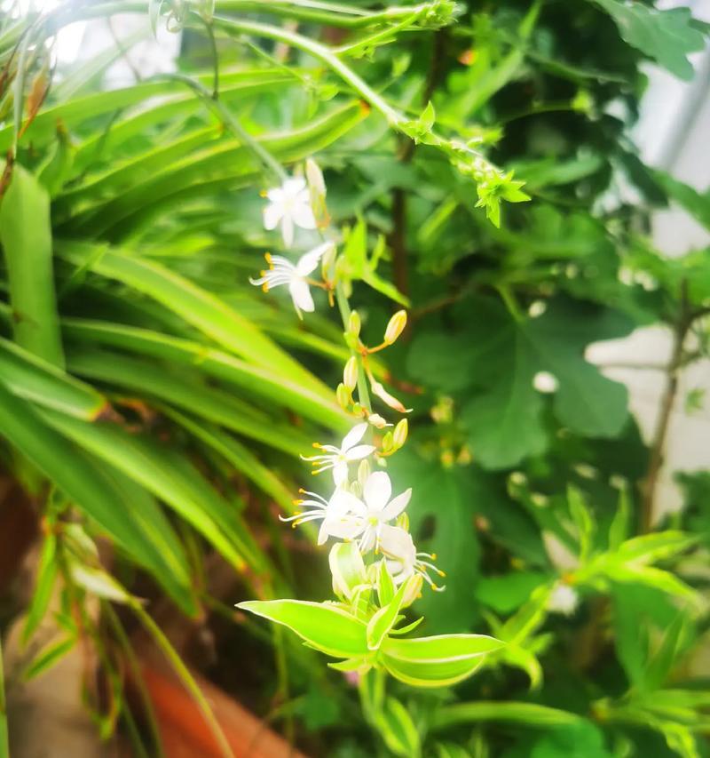 吊兰的花语与象征意义有哪些？