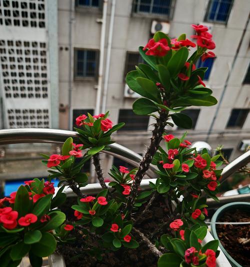 虎刺梅如何养护才能保持其花语的美好？