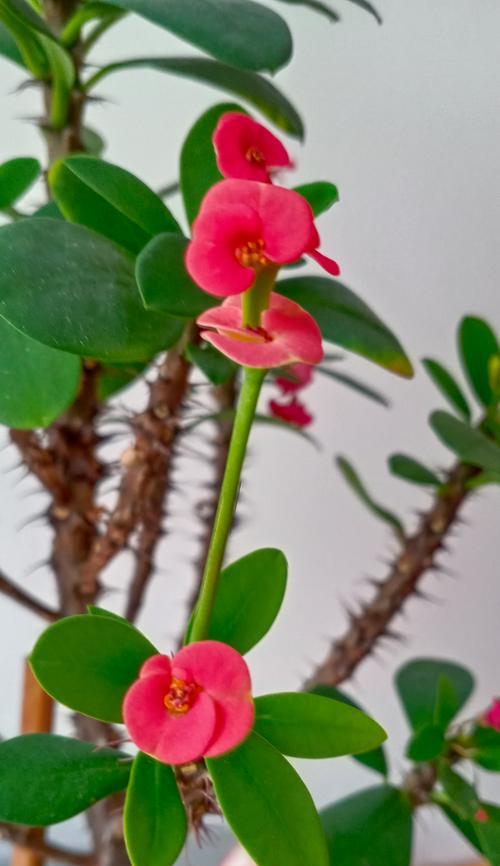 虎刺梅如何养护才能保持其花语的美好？