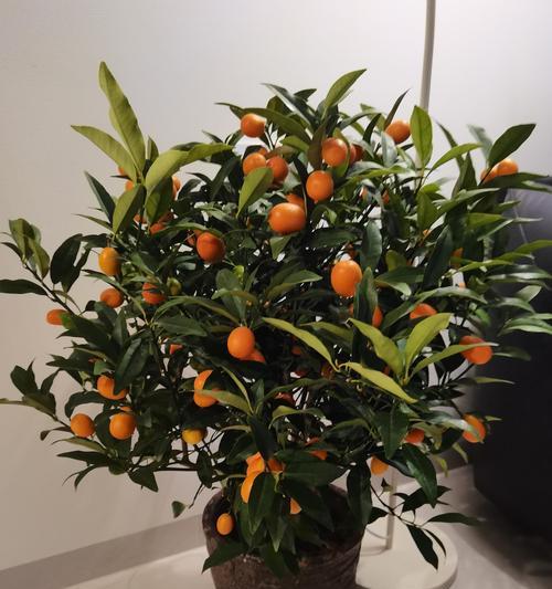 金桔的寓意与花语有哪些？