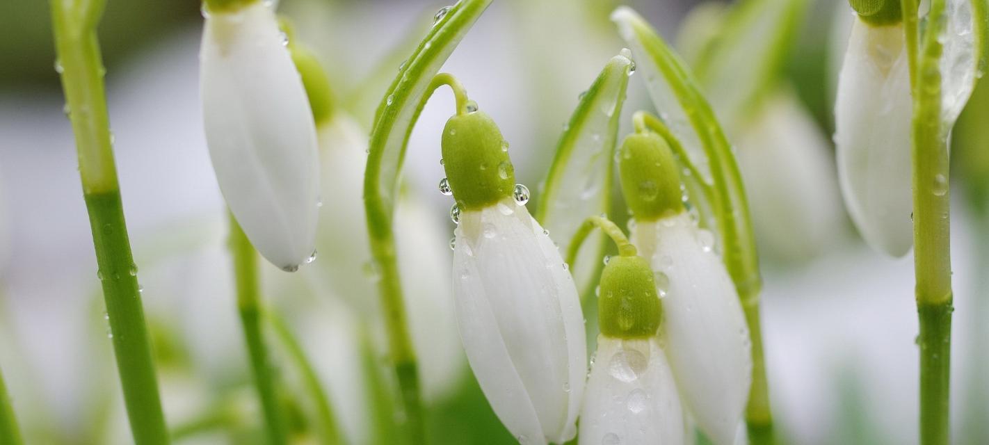 雪滴花的花语为何与死亡相关？