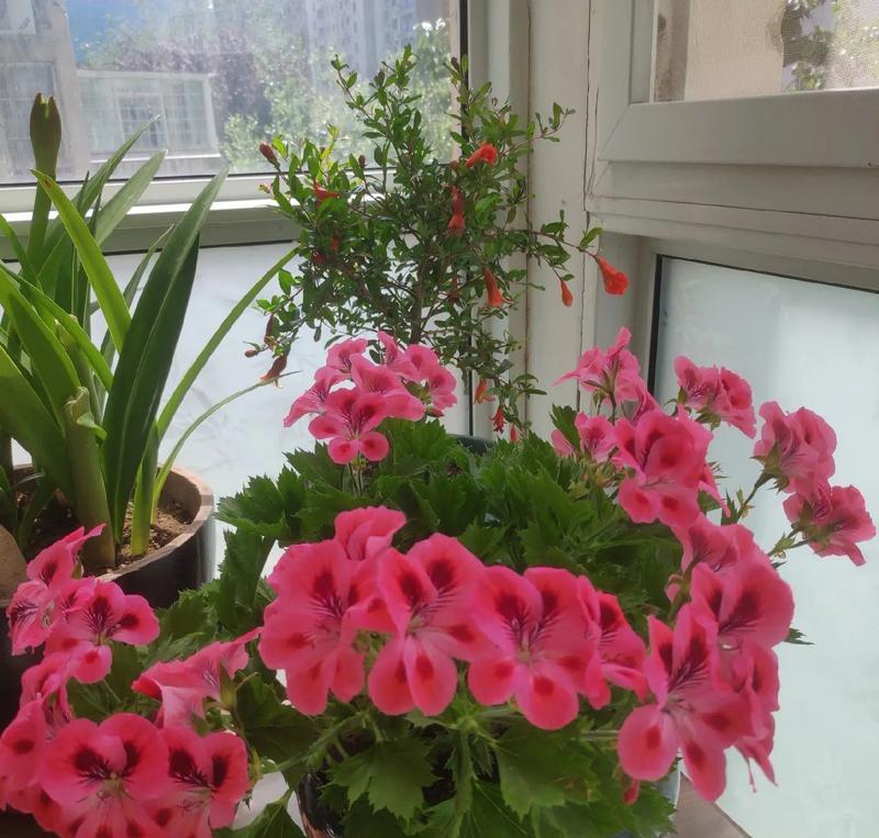 玫瑰天竺葵的花语是什么？
