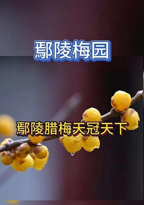 腊梅花的花语寓意是什么？