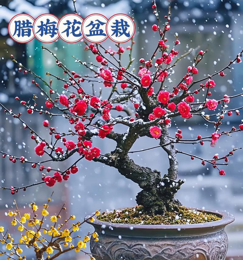 腊梅花的花语寓意是什么？
