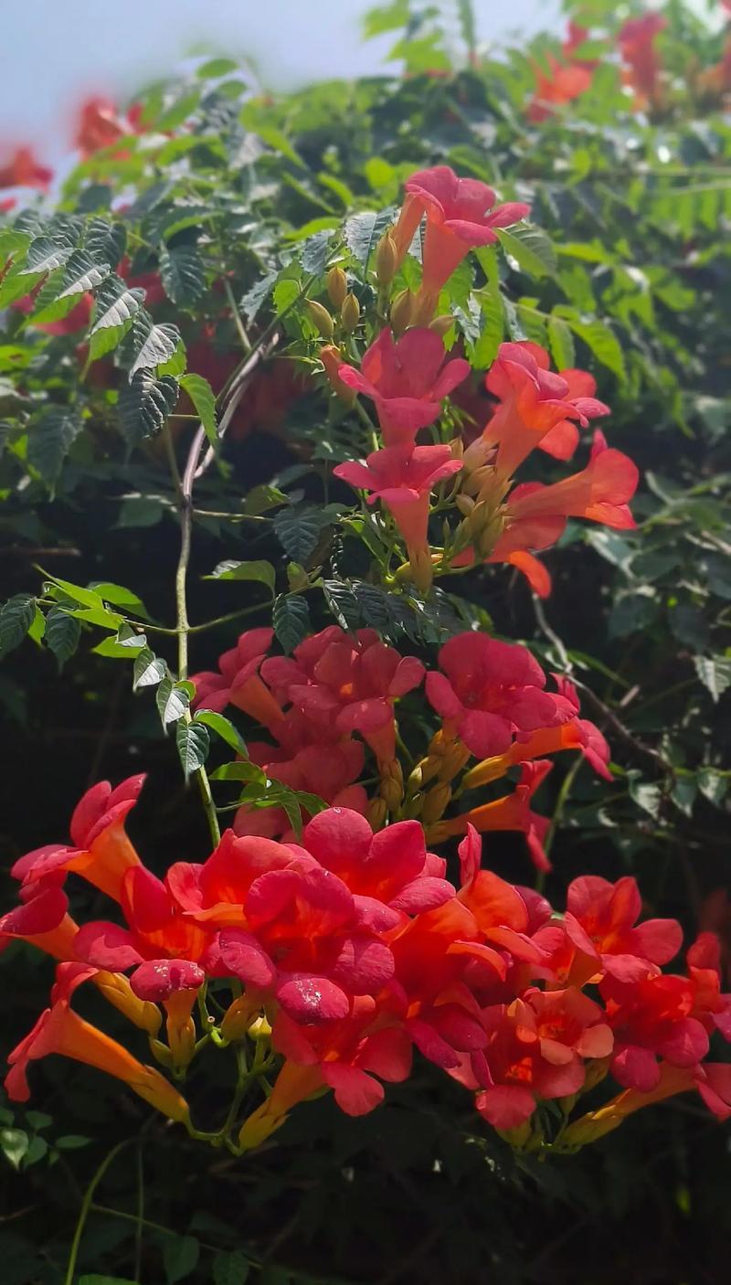 哪种花的花语象征着成功？