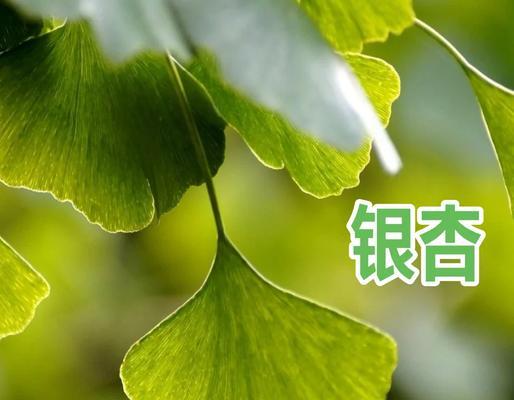 银杏的寓意和花语是什么？