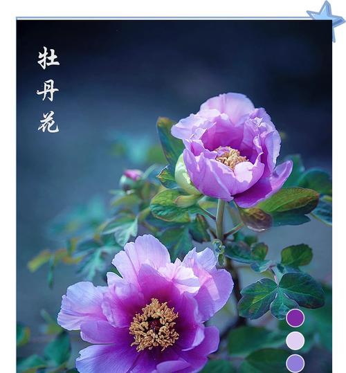 洛阳牡丹花语评选是什么？如何参与评选活动？