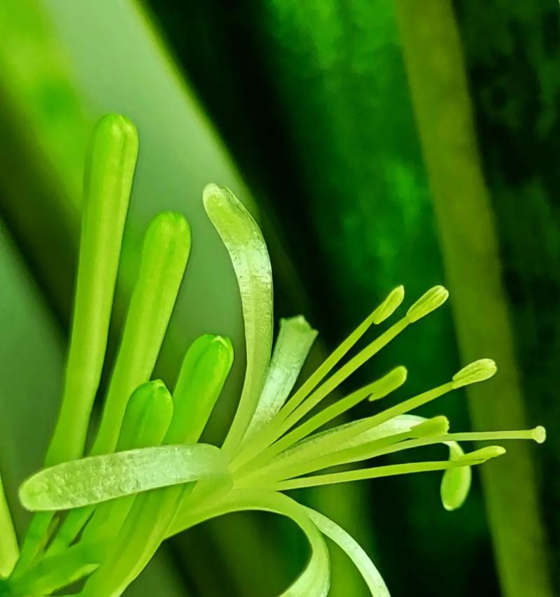 青叶虎皮兰的花语代表什么？有哪些寓意？