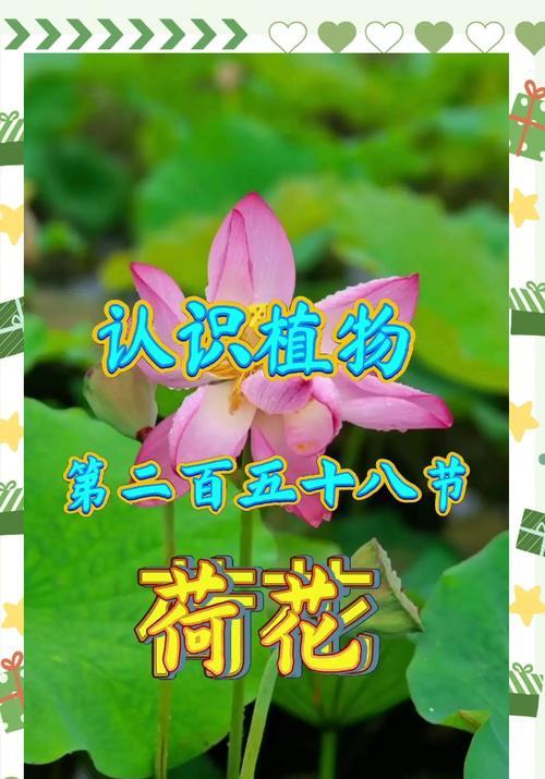 荷花在日本的花语有何不同？日本文化中的荷花含义是什么？