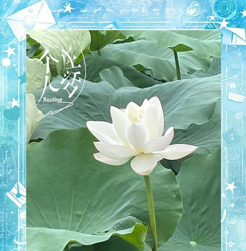 荷花在日本的花语有何不同？日本文化中的荷花含义是什么？