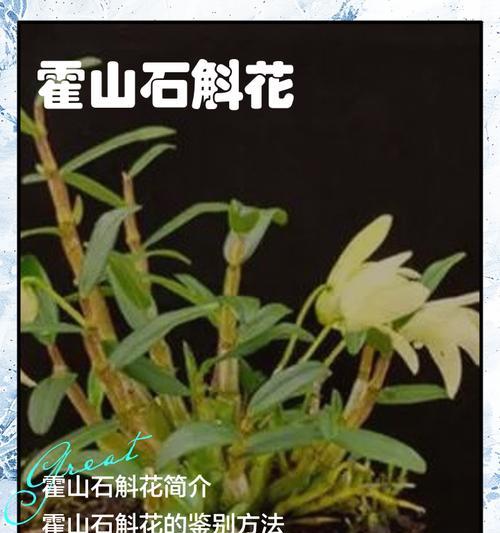 石斛的花语是什么？石斛花有哪些特别的含义？