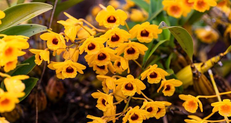 石斛的花语是什么？石斛花有哪些特别的含义？