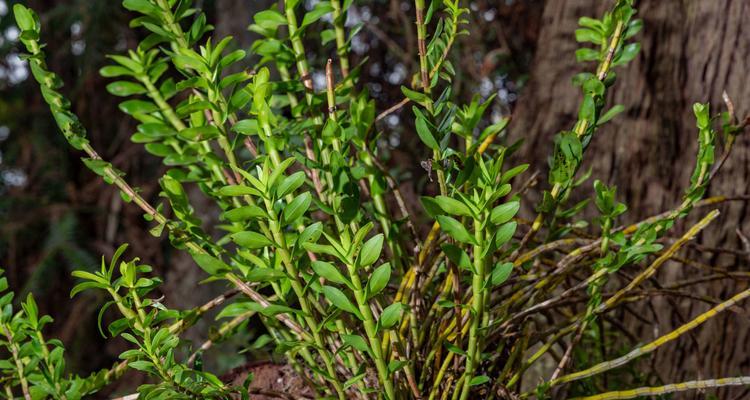 石斛的花语是什么？石斛花有哪些特别的含义？