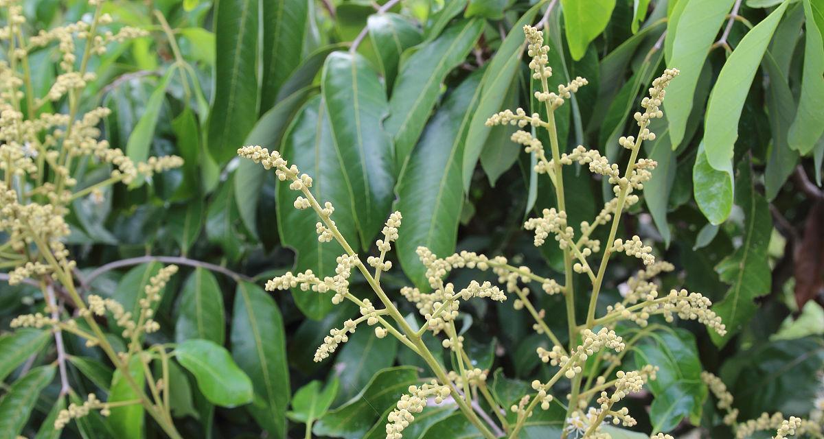 龙眼的花语是什么？龙眼花象征着什么？